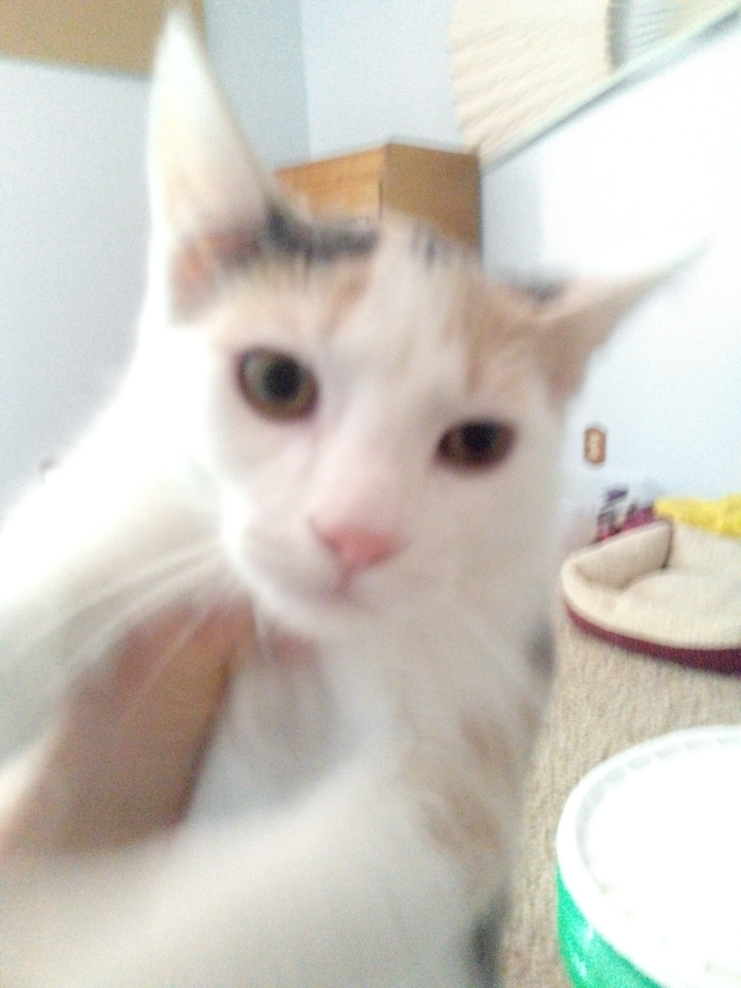 Enlarge Meg, a Adopted Calico in Mound, MN image 6/6