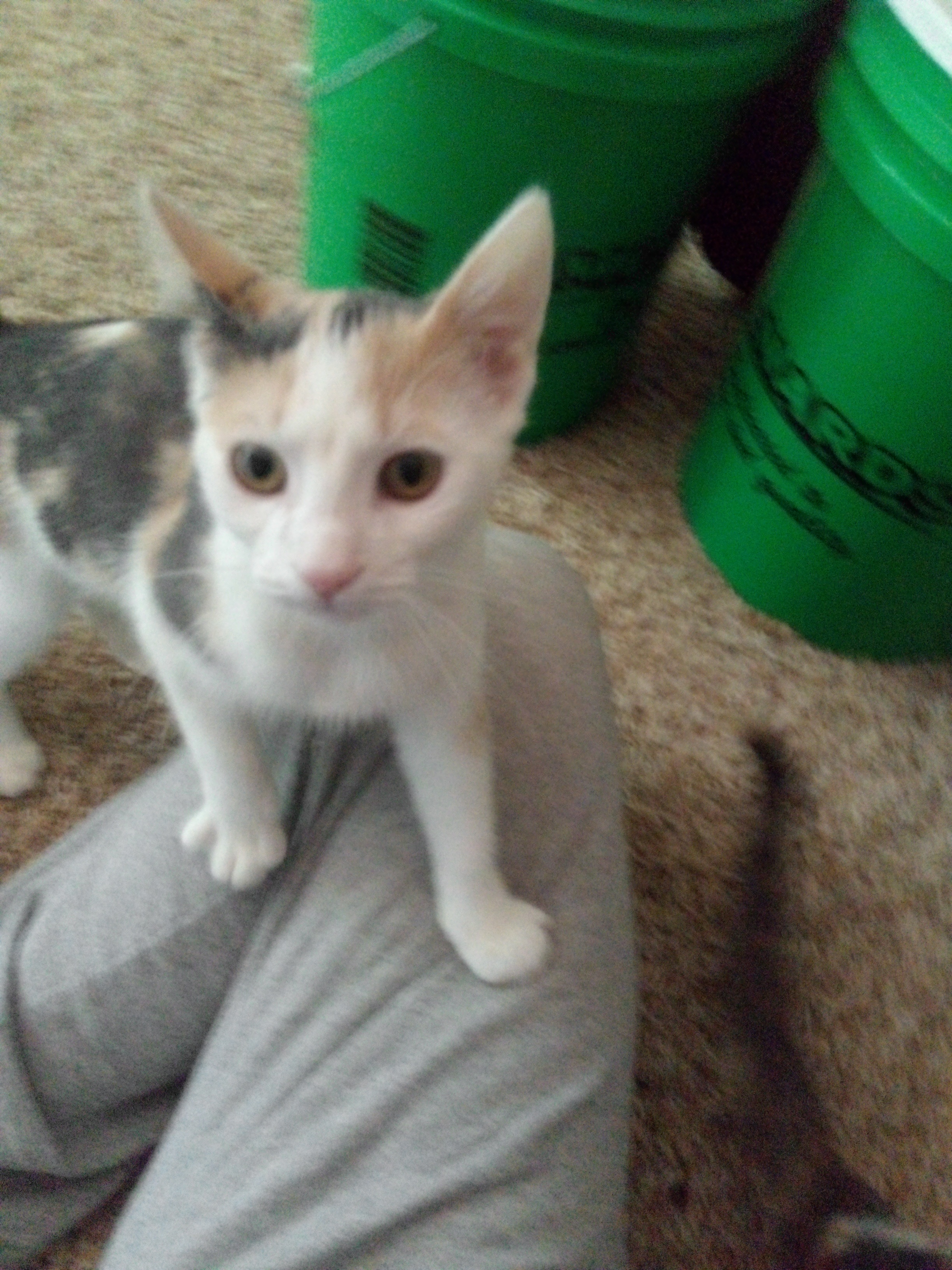 Enlarge Meg, a Adopted Calico in Mound, MN image 1/6