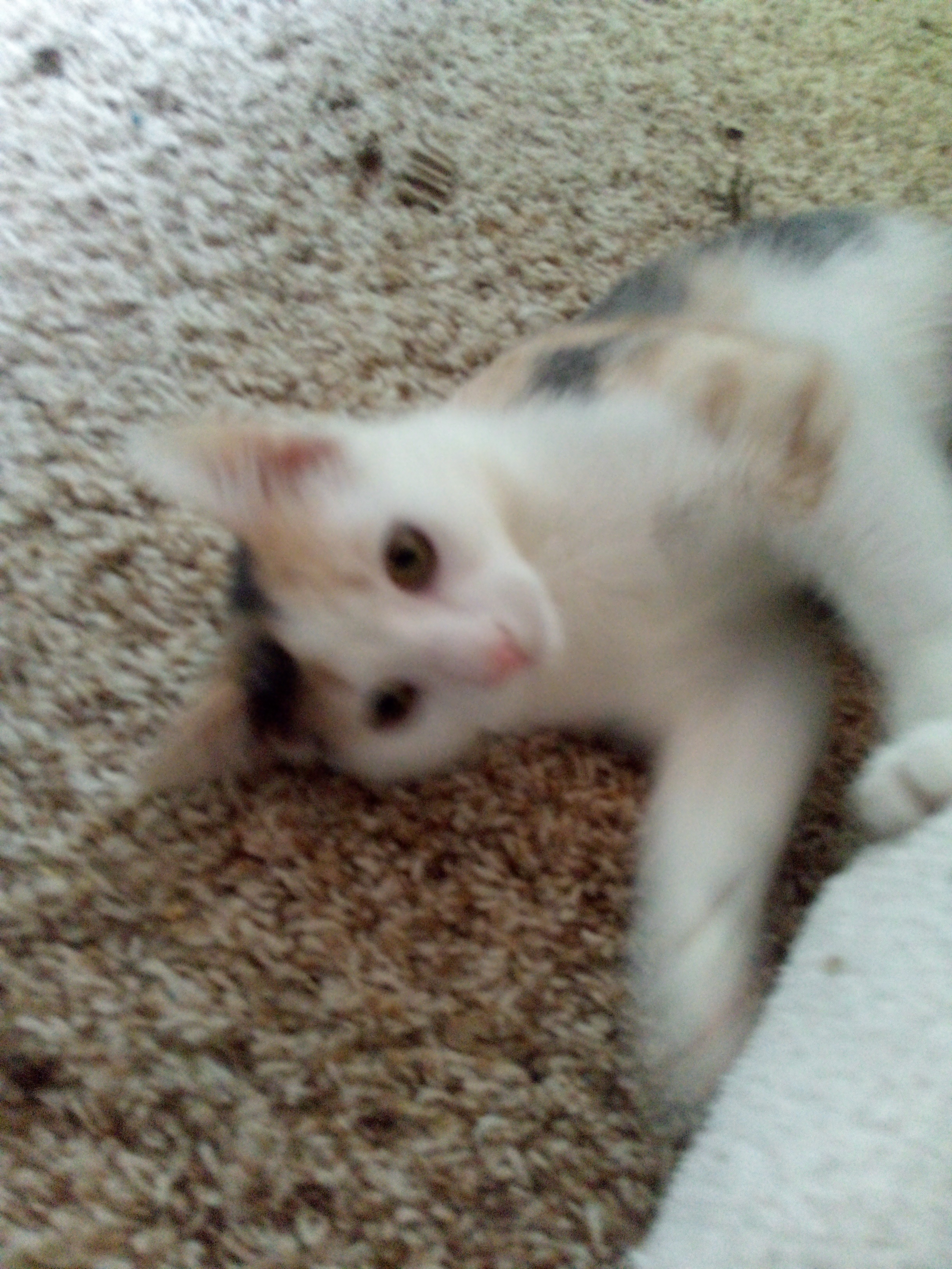 Enlarge Meg, a Adopted Calico in Mound, MN image 5/6