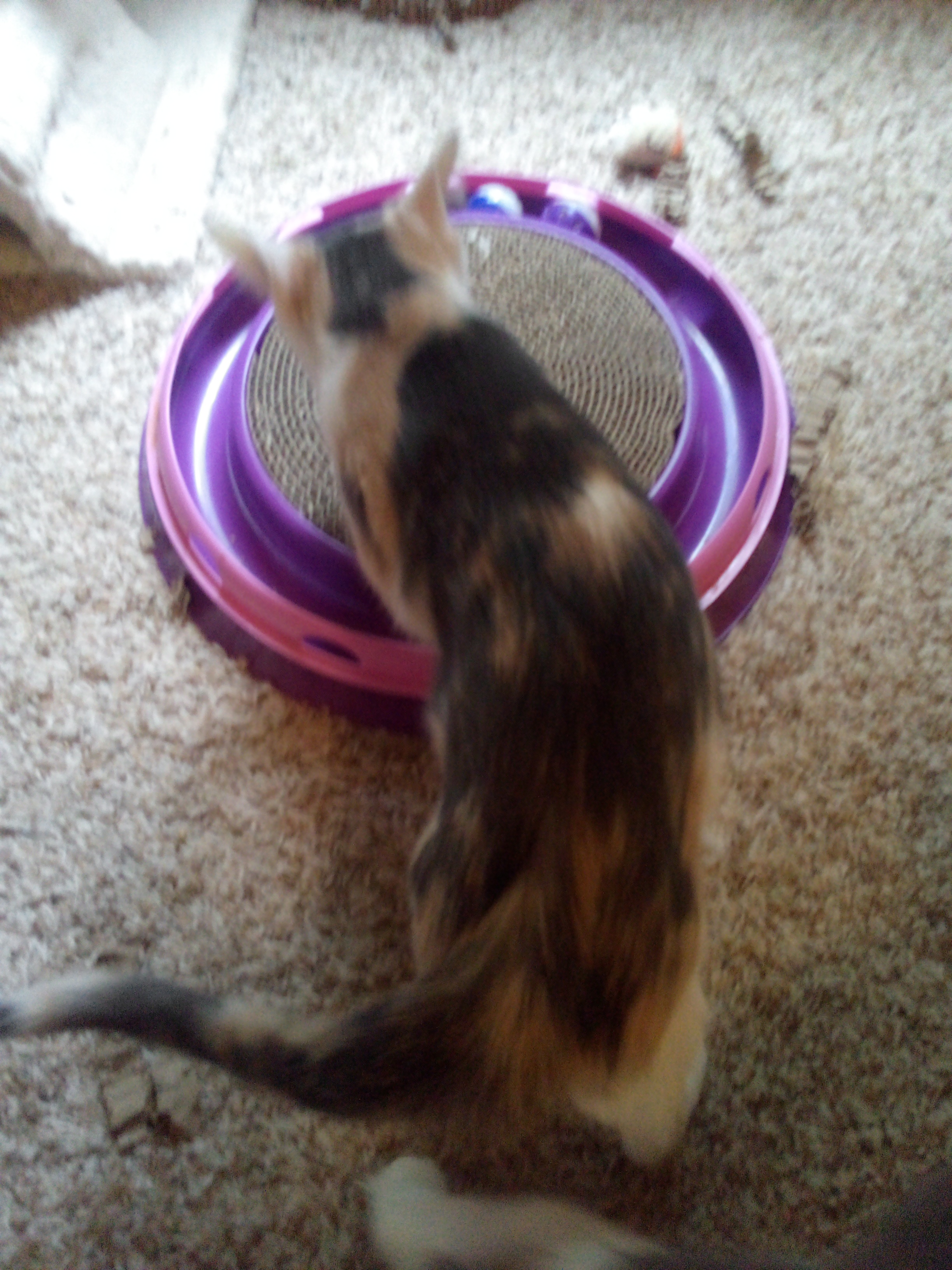 Enlarge Meg, a Adopted Calico in Mound, MN image 4/6