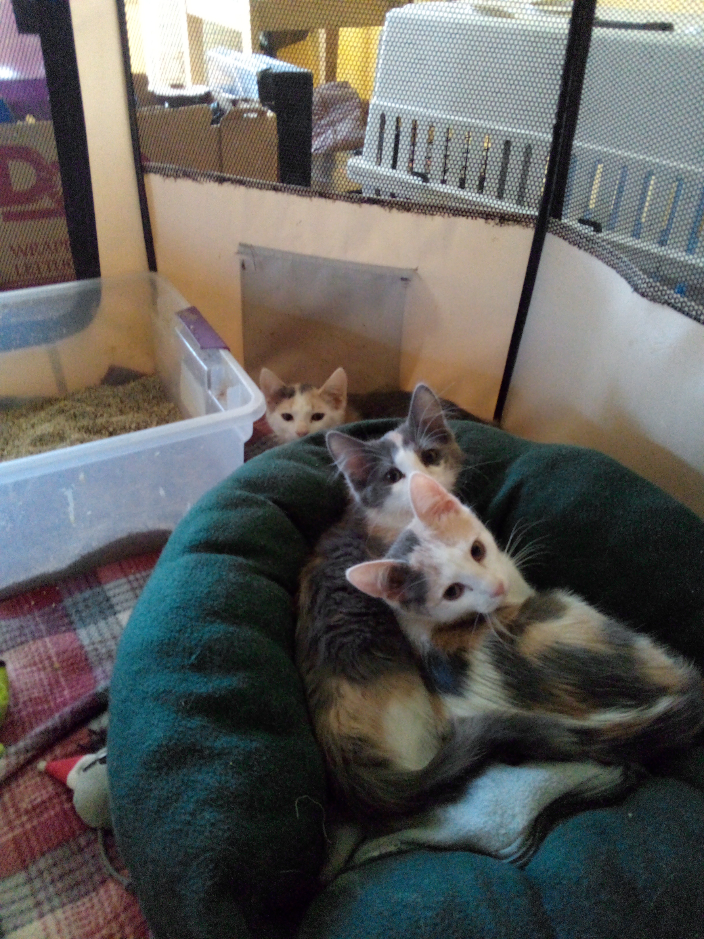 Enlarge Meg, a Adopted Calico in Mound, MN image 2/6