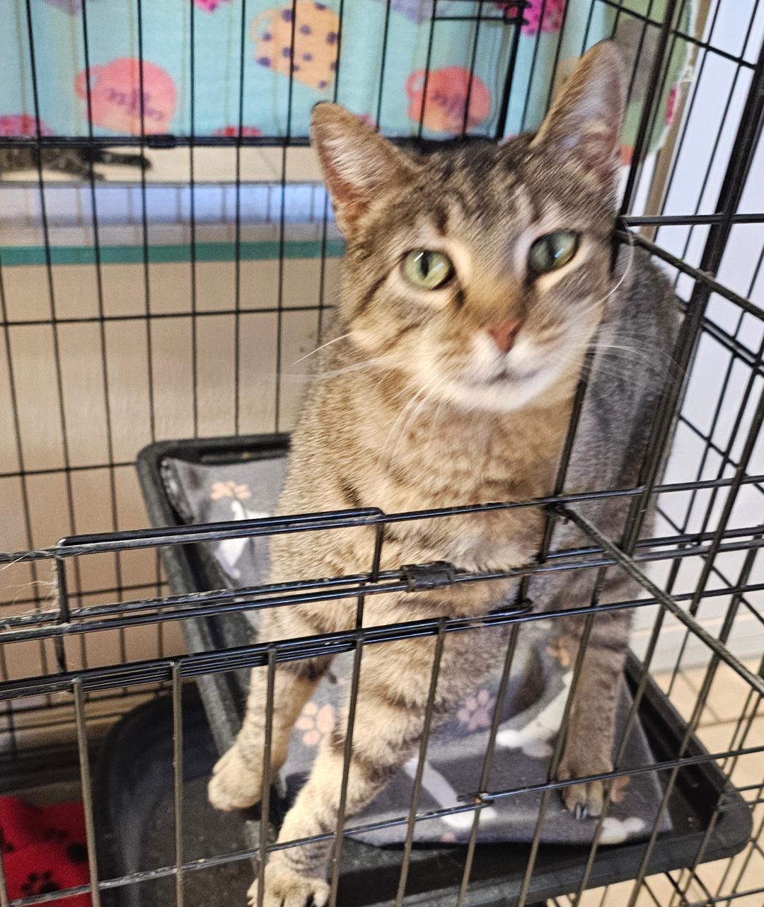 LOTTIE, Adoptable, Adult Female Domestic Short Hair.