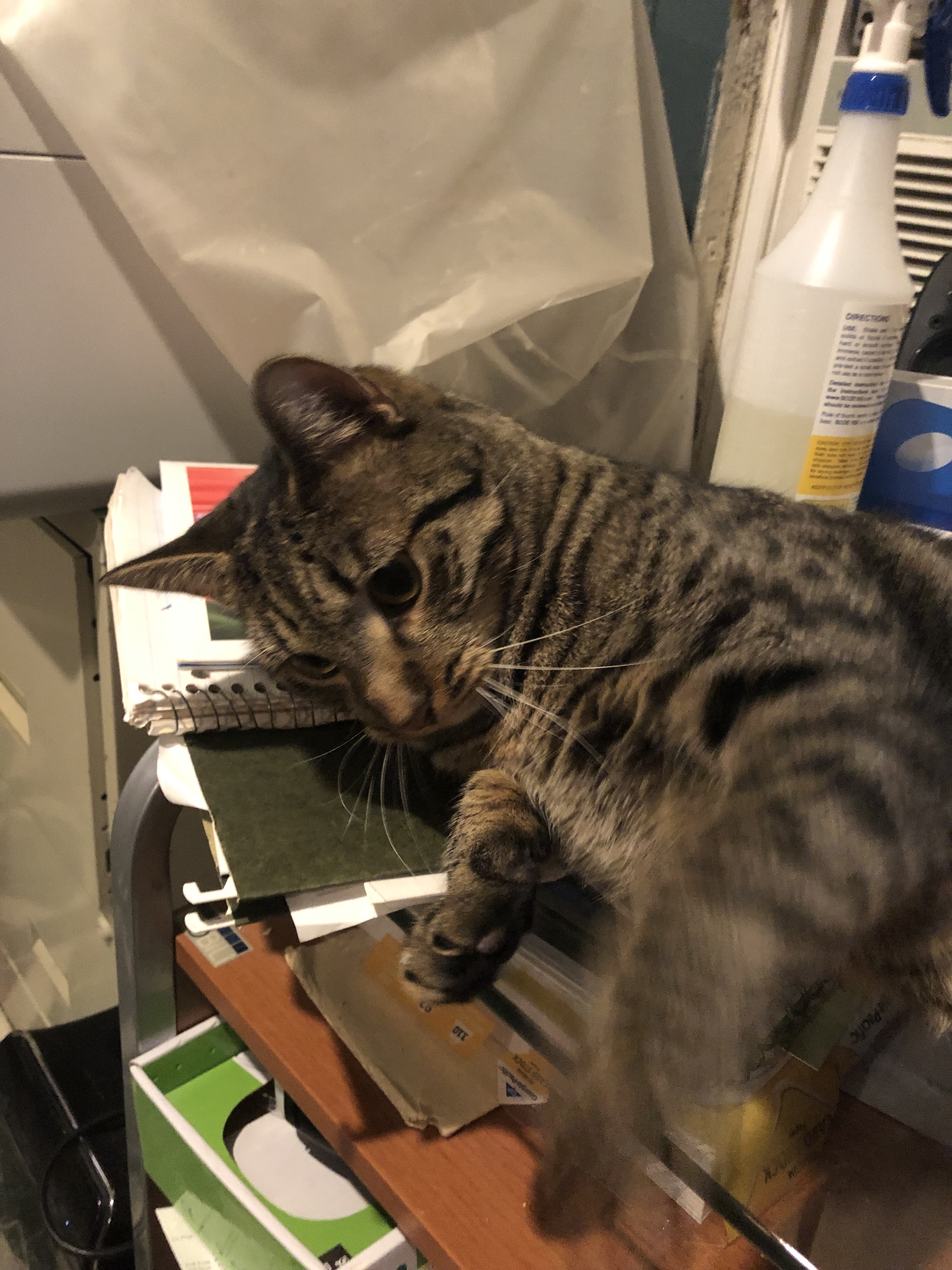 Enlarge Cinnamon, a Adoptable mixed breed in Somerset, NJ image 1/12