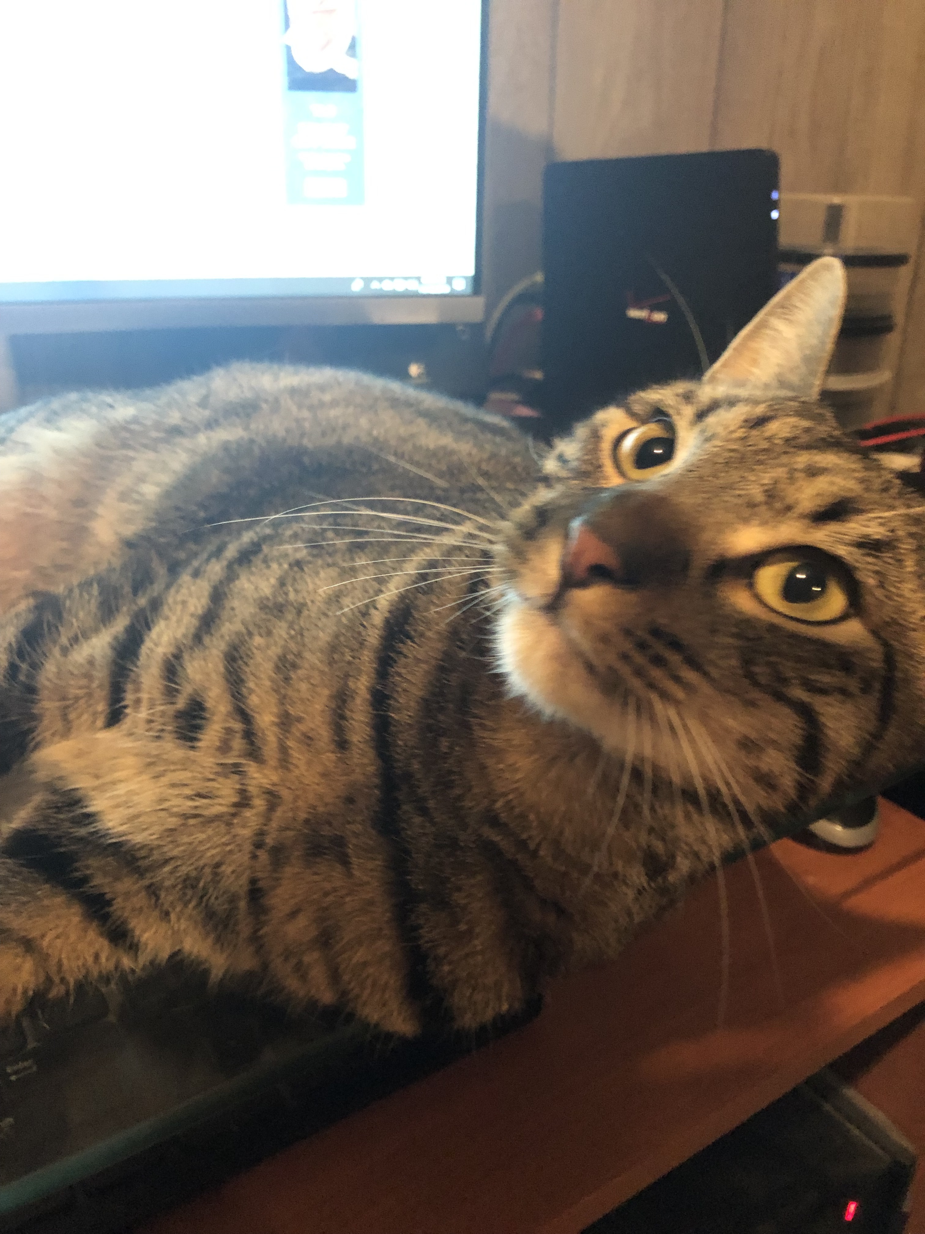 Enlarge Cinnamon, a Adoptable mixed breed in Somerset, NJ image 3/12