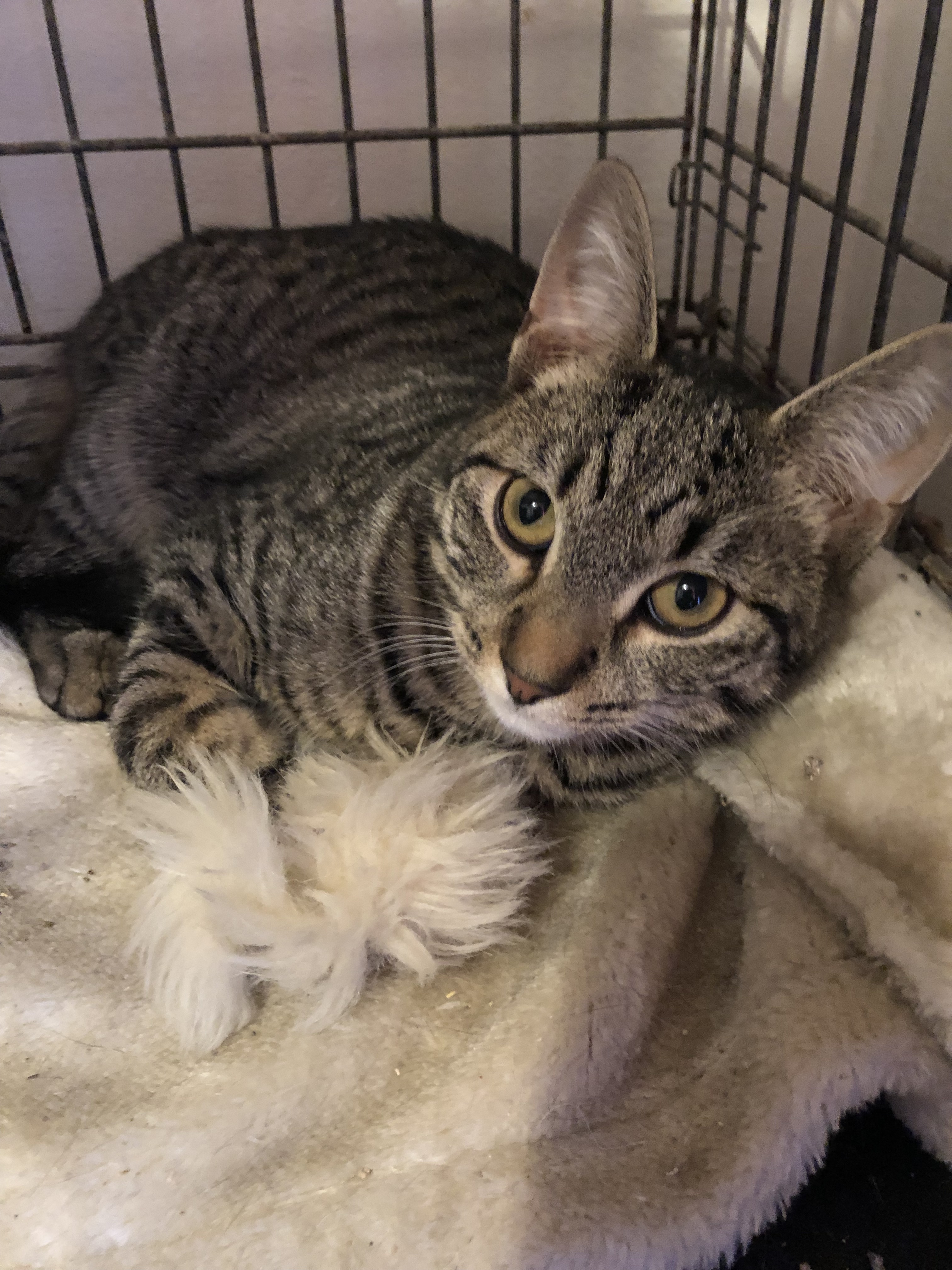 Enlarge Cinnamon, a Adoptable mixed breed in Somerset, NJ image 4/12