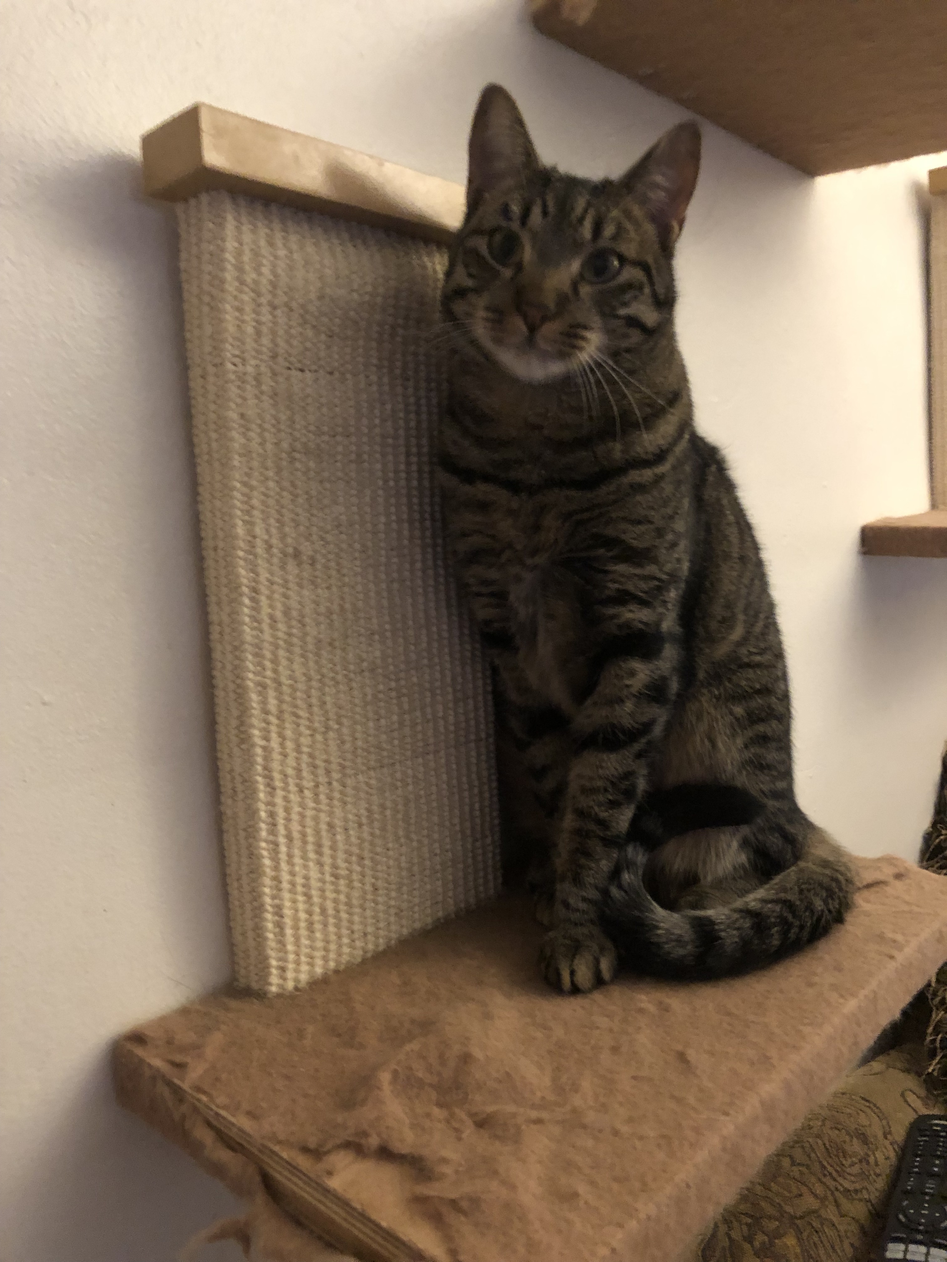 Enlarge Cinnamon, a Adoptable mixed breed in Somerset, NJ image 5/12