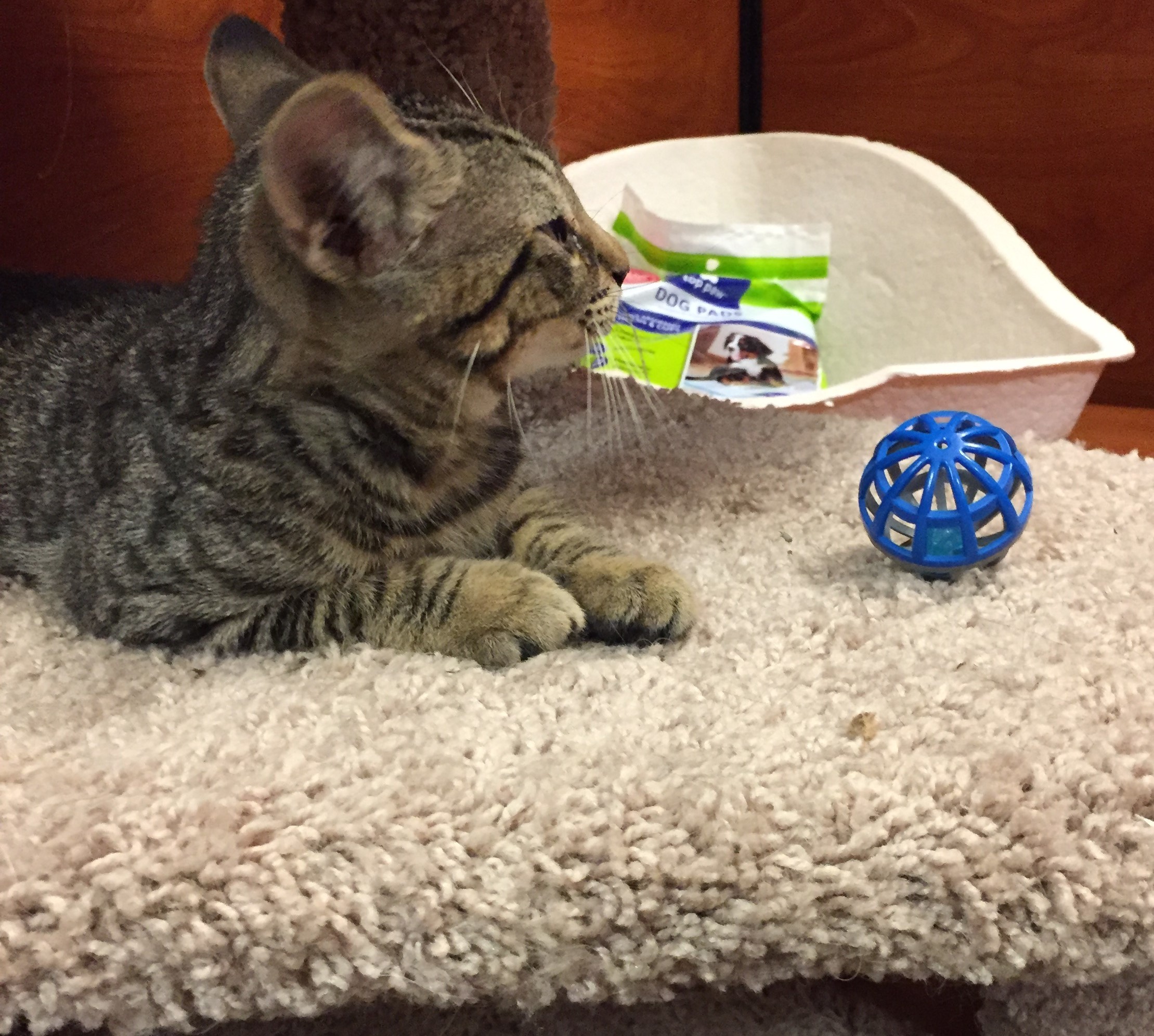 Enlarge Cinnamon, a Adoptable mixed breed in Somerset, NJ image 6/12