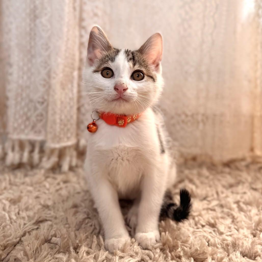 Enlarge Hookworm, a ADOPTABLE Domestic Short Hair in Clinton, IL image 1/1