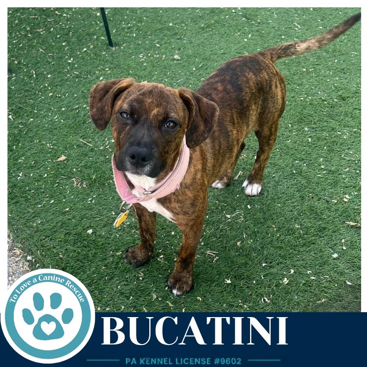 Bucatini (Pasta Pups) 042526, a Adoptable mixed breed in Kimberton, PA image 1/5