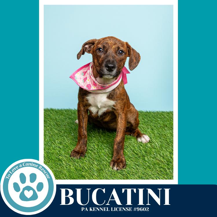 Bucatini (Pasta Pups) 042526, a Adoptable mixed breed in Kimberton, PA image 2/5