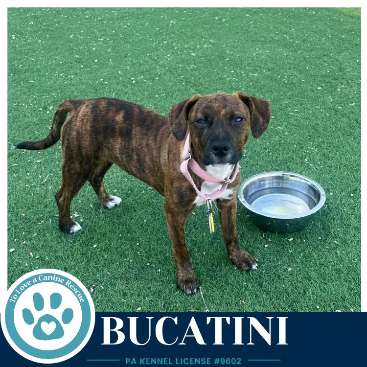 Bucatini (Pasta Pups) 042526, a Adoptable mixed breed in Kimberton, PA image 3/5