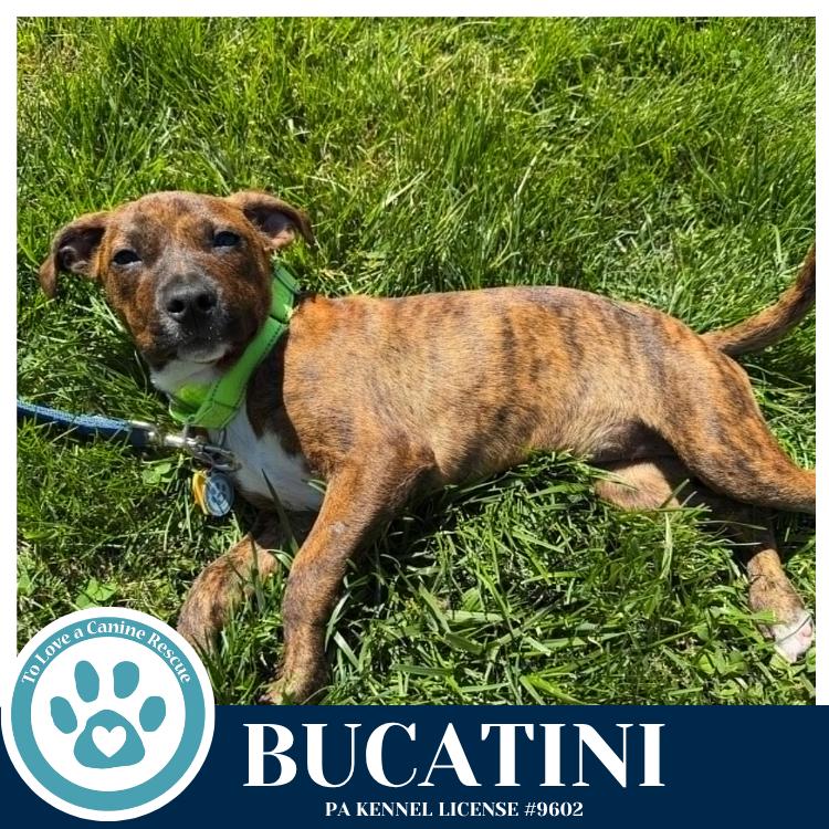 Bucatini (Pasta Pups) 042526, a Adoptable mixed breed in Kimberton, PA image 4/5