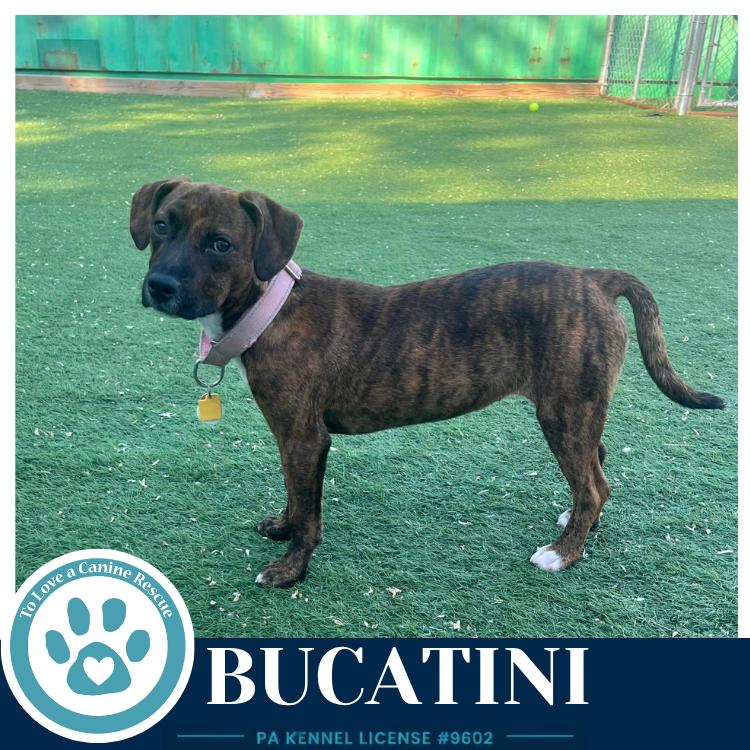 Bucatini (Pasta Pups) 042526, a Adoptable mixed breed in Kimberton, PA image 5/5