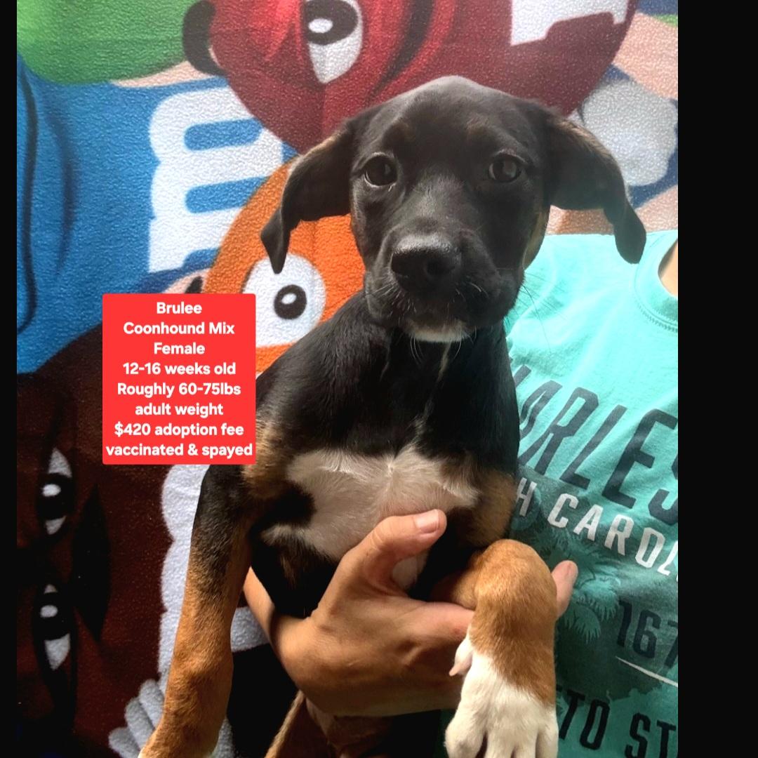 Brulee, ADOPTABLE, Puppy Female Coonhound.