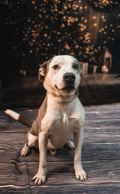 Enlarge Kirklin, a Adoptable Mixed Breed in Sullivan, IN image 1/2