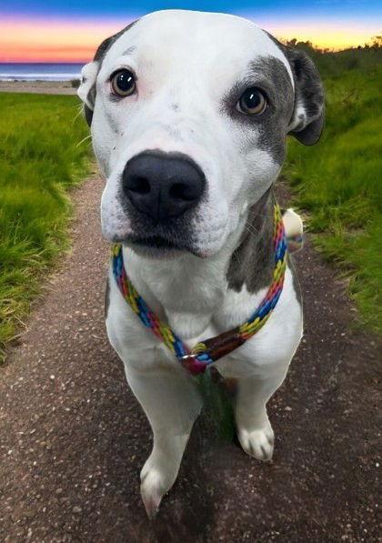 Enlarge Kirklin, a Adoptable Mixed Breed in Sullivan, IN image 2/2