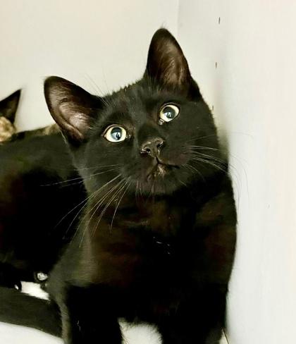 Marty, an adopted Domestic Short Hair in Toronto, ON image 5/6