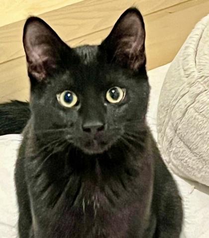 Marty, an adopted Domestic Short Hair in Toronto, ON image 1/6