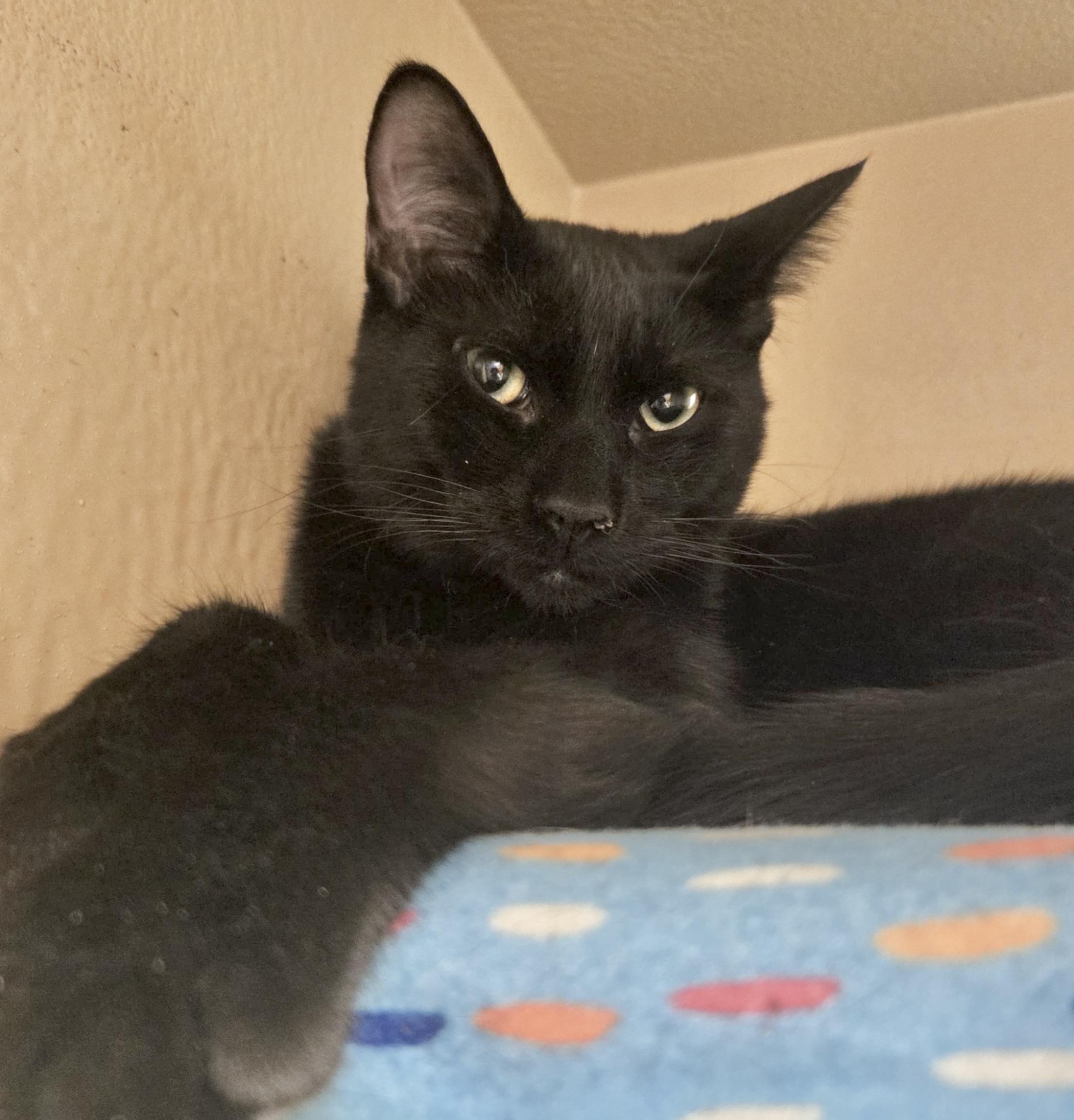 Marty, an adopted Domestic Short Hair in Toronto, ON image 2/6