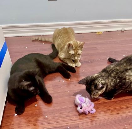 Marty, an adopted Domestic Short Hair in Toronto, ON image 6/6