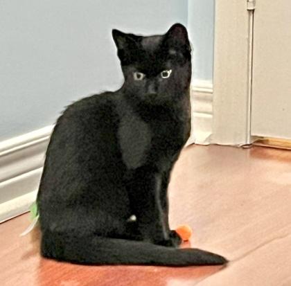 Marty, an adopted Domestic Short Hair in Toronto, ON image 4/6