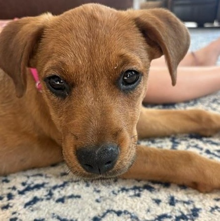 Enlarge Waffles Dumpling - Local Pup, a Adoptable mixed breed in Andover, MA image 1/6