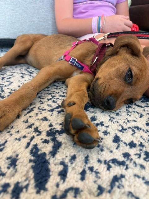 Enlarge Waffles Dumpling - Local Pup, a Adoptable mixed breed in Andover, MA image 4/6