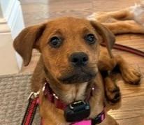 Enlarge Waffles Dumpling - Local Pup, a Adoptable mixed breed in Andover, MA image 2/6