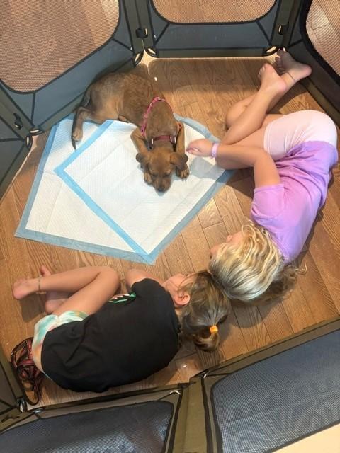 Enlarge Waffles Dumpling - Local Pup, a Adoptable mixed breed in Andover, MA image 5/6