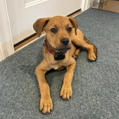 Enlarge Waffles Dumpling - Local Pup, a Adoptable mixed breed in Andover, MA image 6/6