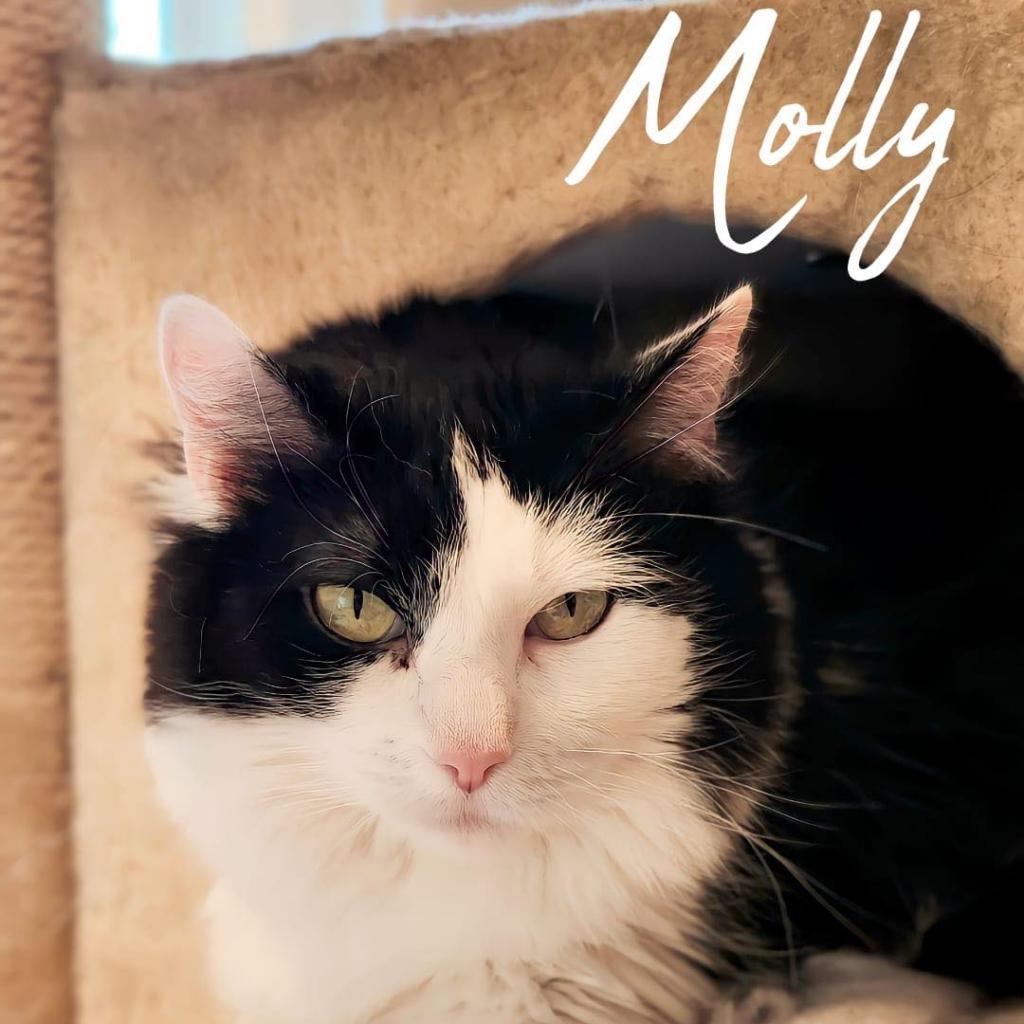 Molly Purrington, Adoptable, Adult Female Domestic Medium Hair.