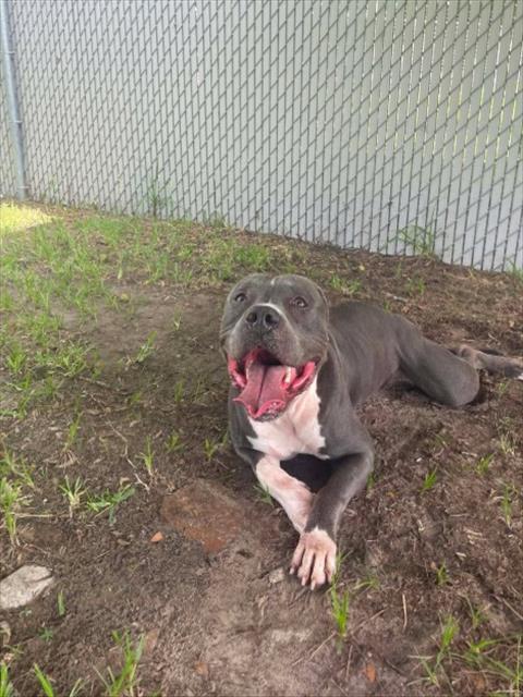 A523428, Adoptable, Adult Male Pit Bull Terrier.
