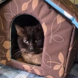 Enlarge Seal, a ADOPTABLE Domestic Short Hair in Louisville, OH image 2/2