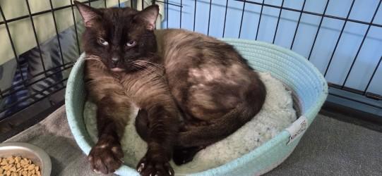 Enlarge Seal, a ADOPTABLE Domestic Short Hair in Louisville, OH image 1/2