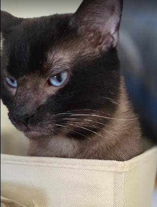 Enlarge Seal, a ADOPTABLE Domestic Short Hair in Louisville, OH image 2/3