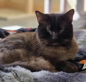 Enlarge Seal, a ADOPTABLE Domestic Short Hair in Louisville, OH image 1/3