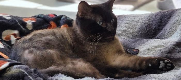 Enlarge Seal, a ADOPTABLE Domestic Short Hair in Louisville, OH image 3/3