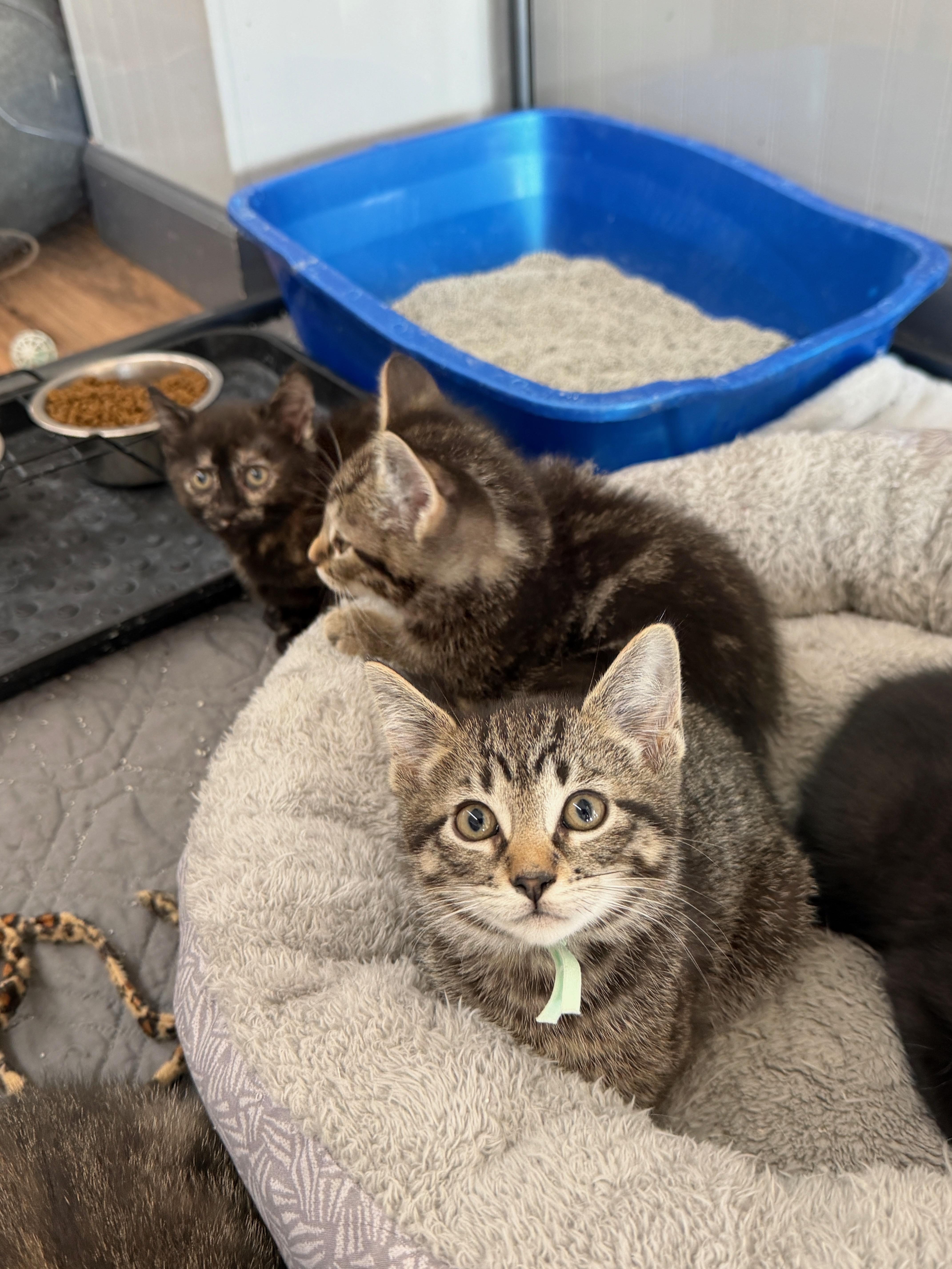 Fiddlehead, Adoptable, Kitten Male Domestic Short Hair.