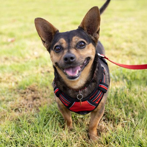 Louie, Adoptable, Adult Male Terrier.