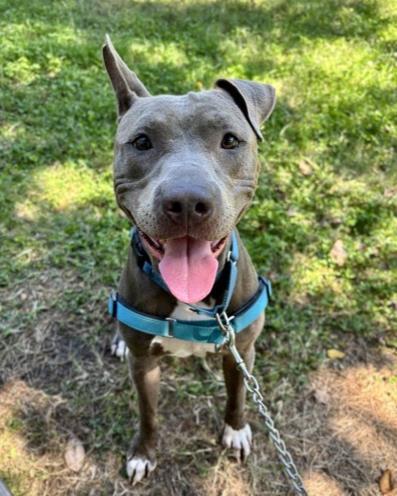 Athena, Adoptable, Adult Female Pit Bull Terrier & Mixed Breed.