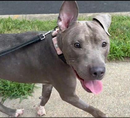 Enlarge Athena, a Adoptable mixed breed in Washington, DC image 2/3