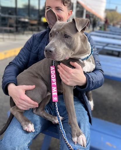 Enlarge Athena, a Adoptable mixed breed in Washington, DC image 2/3