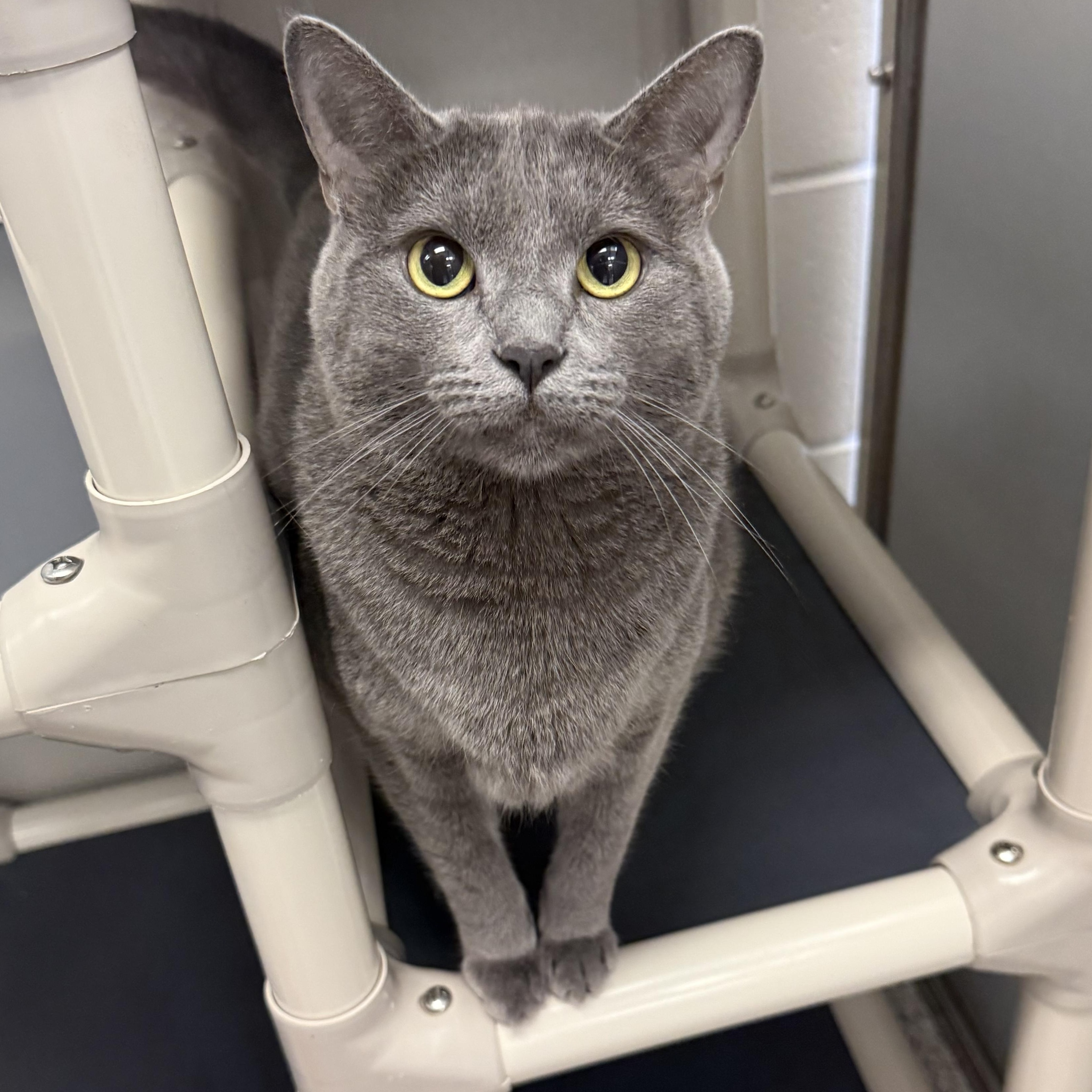 Enlarge Slate, a ADOPTABLE Domestic Short Hair in Kearney, NE image 2/2