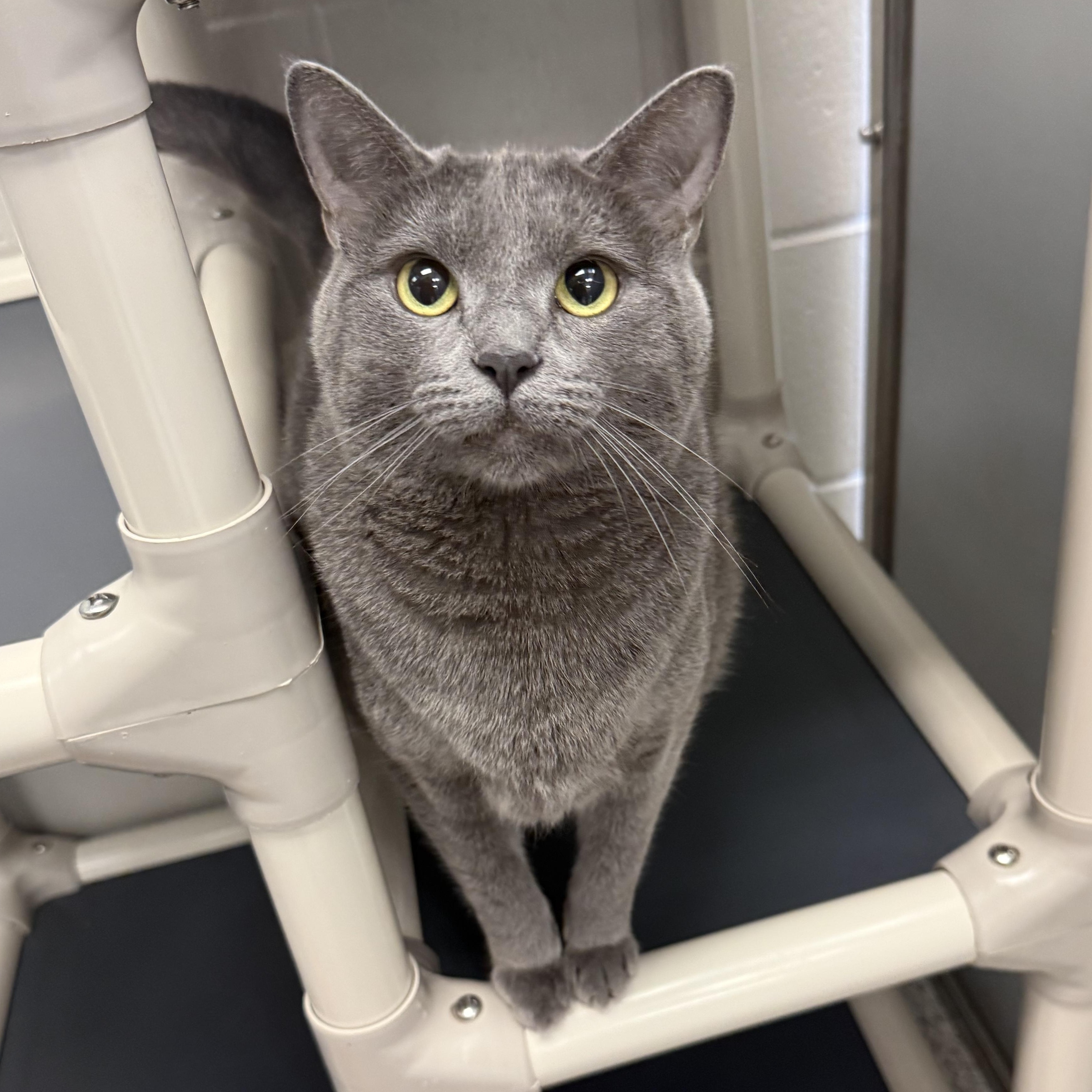 Slate, ADOPTABLE, Adult Female Domestic Short Hair.