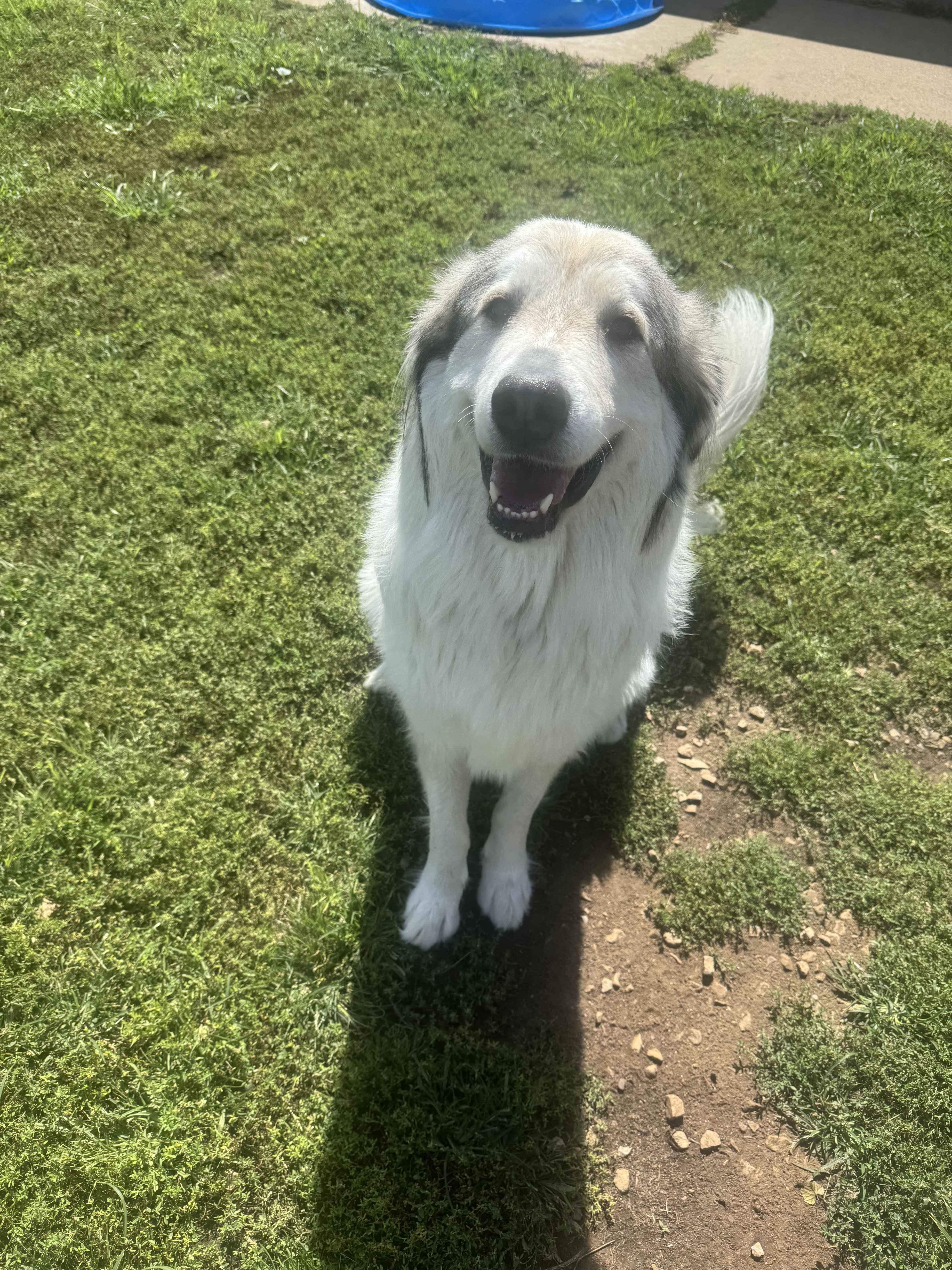 Enlarge Bones, a Adoptable Great Pyrenees in North Canton, OH image 2/3