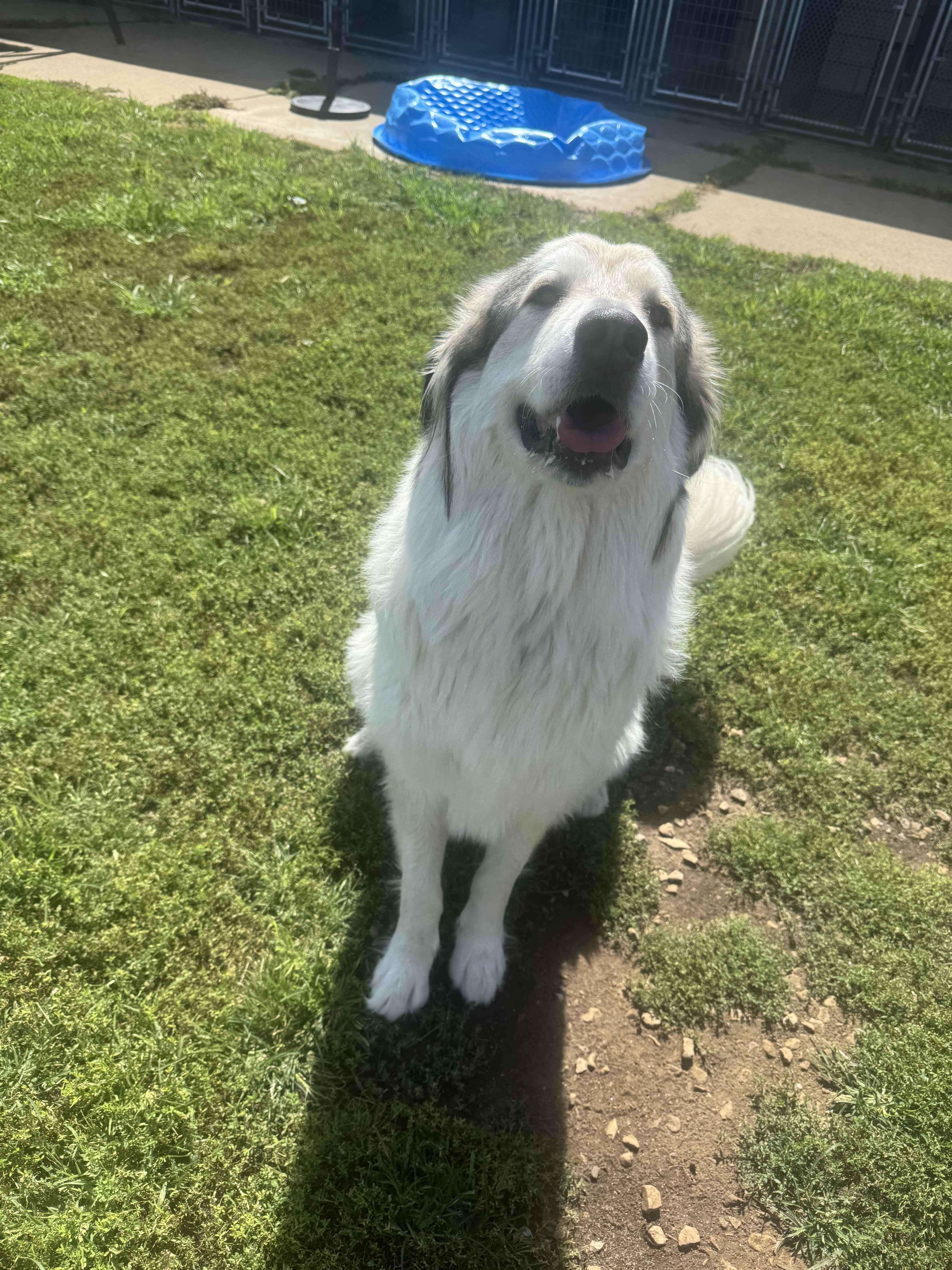 Bones, Adoptable, Young Male Great Pyrenees.