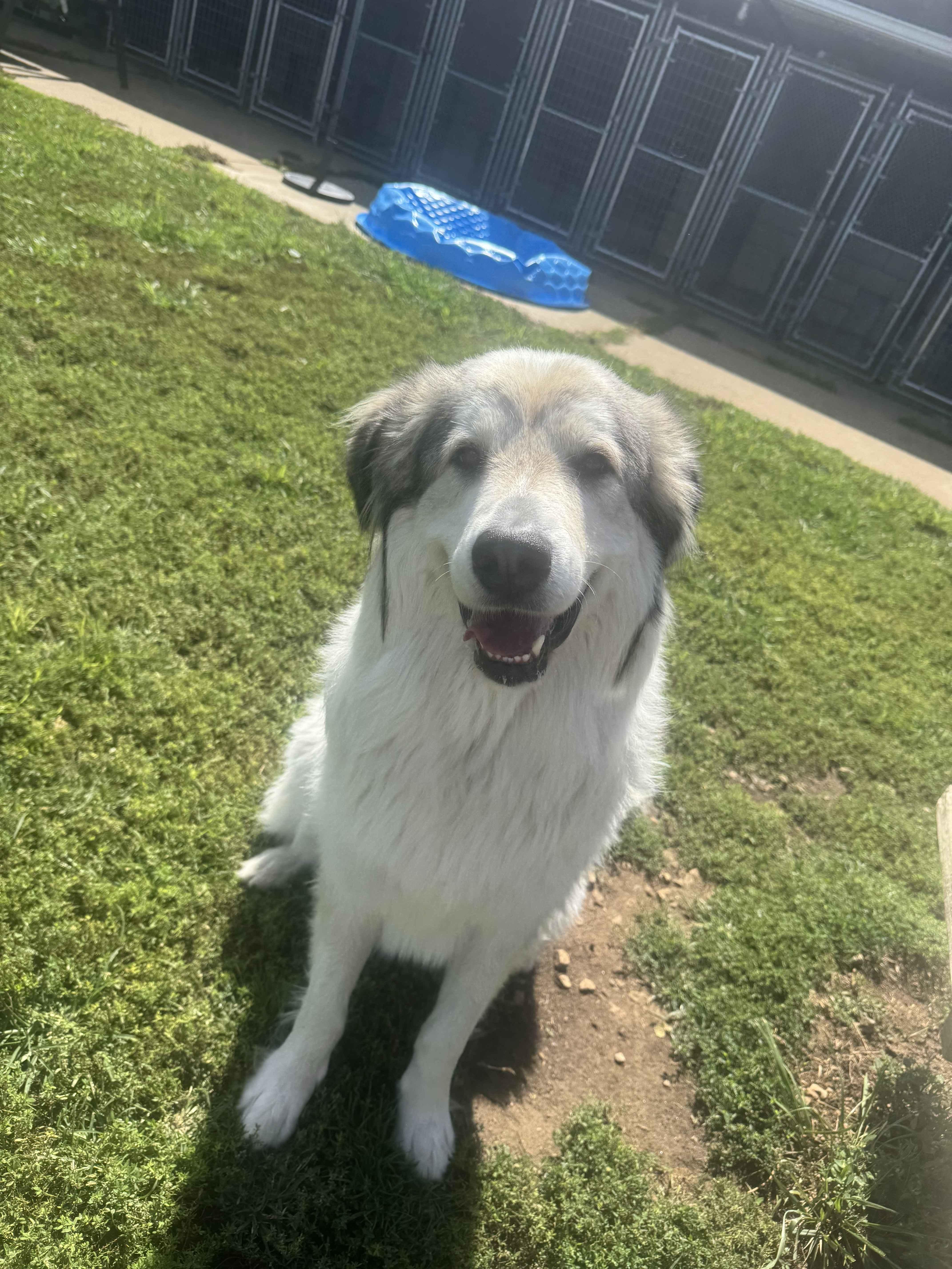 Enlarge Bones, a Adoptable Great Pyrenees in North Canton, OH image 3/3