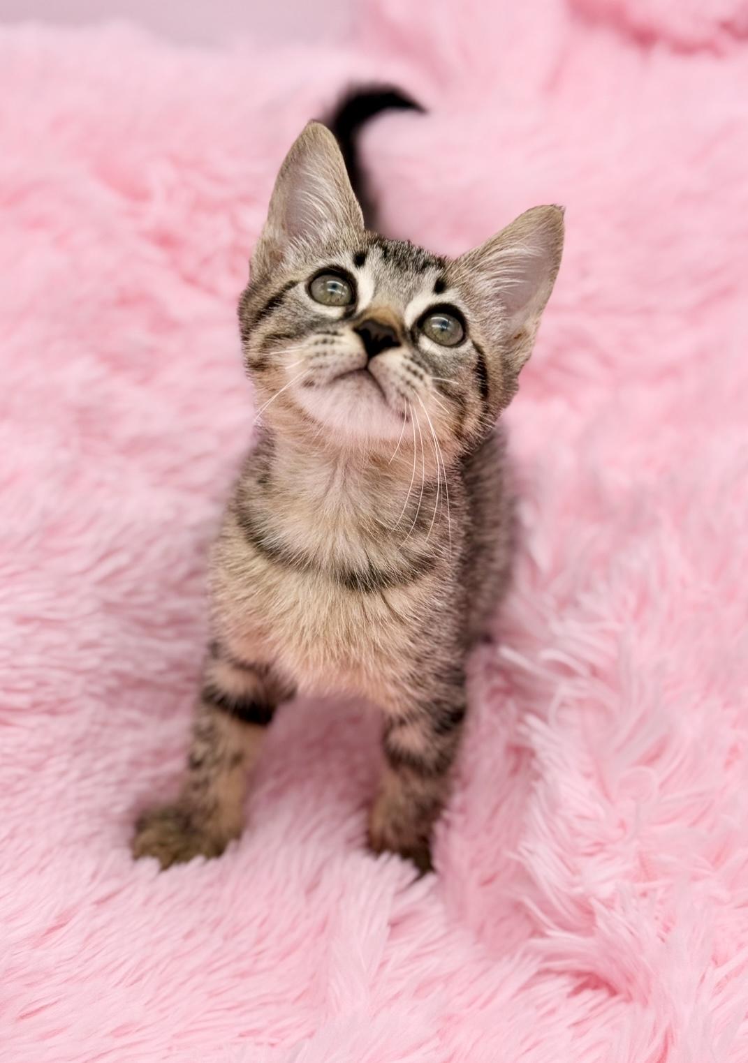 Enlarge Nutter Butter, a Adoptable Tabby in Covington, LA image 1/6
