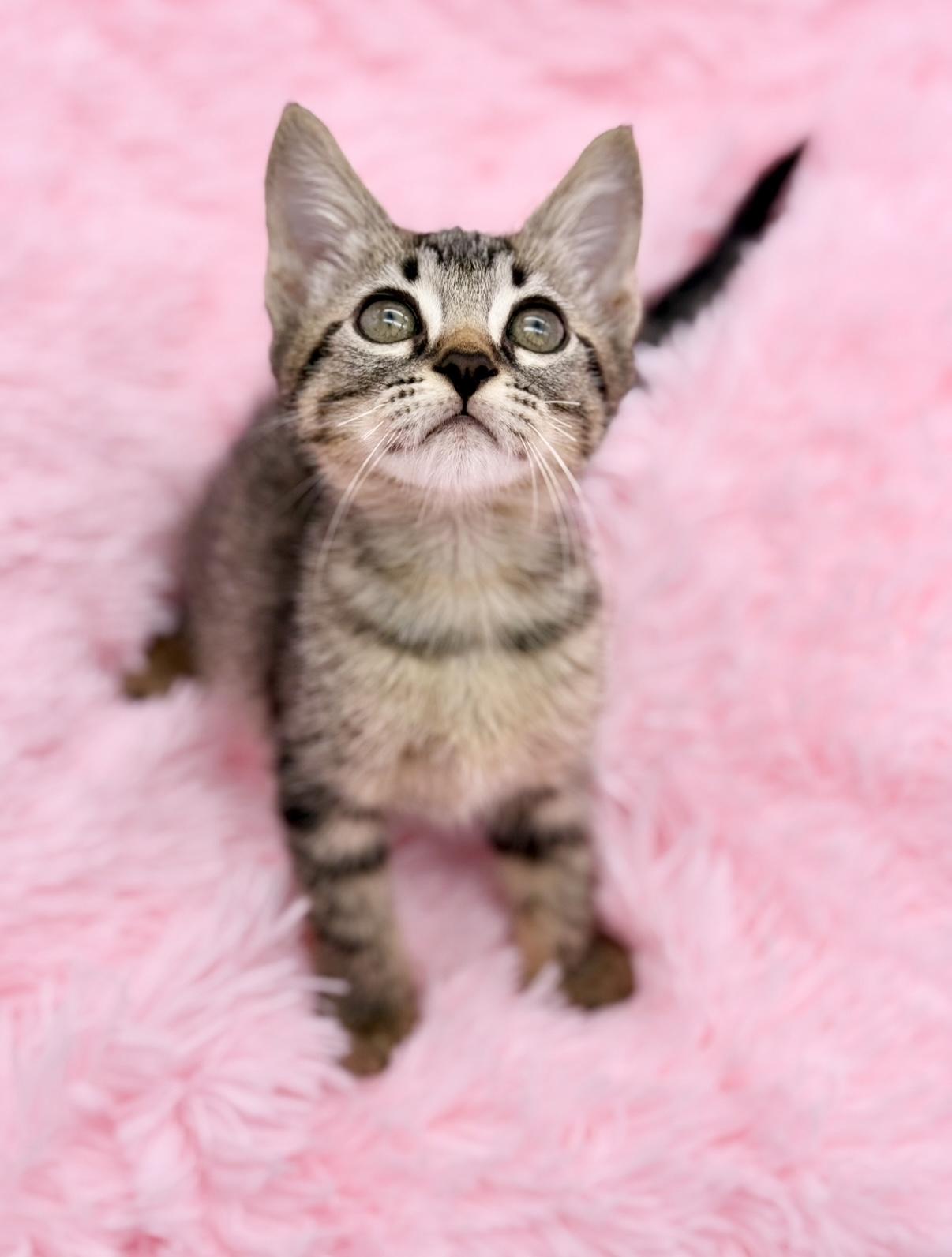 Enlarge Nutter Butter, a Adoptable Tabby in Covington, LA image 2/6