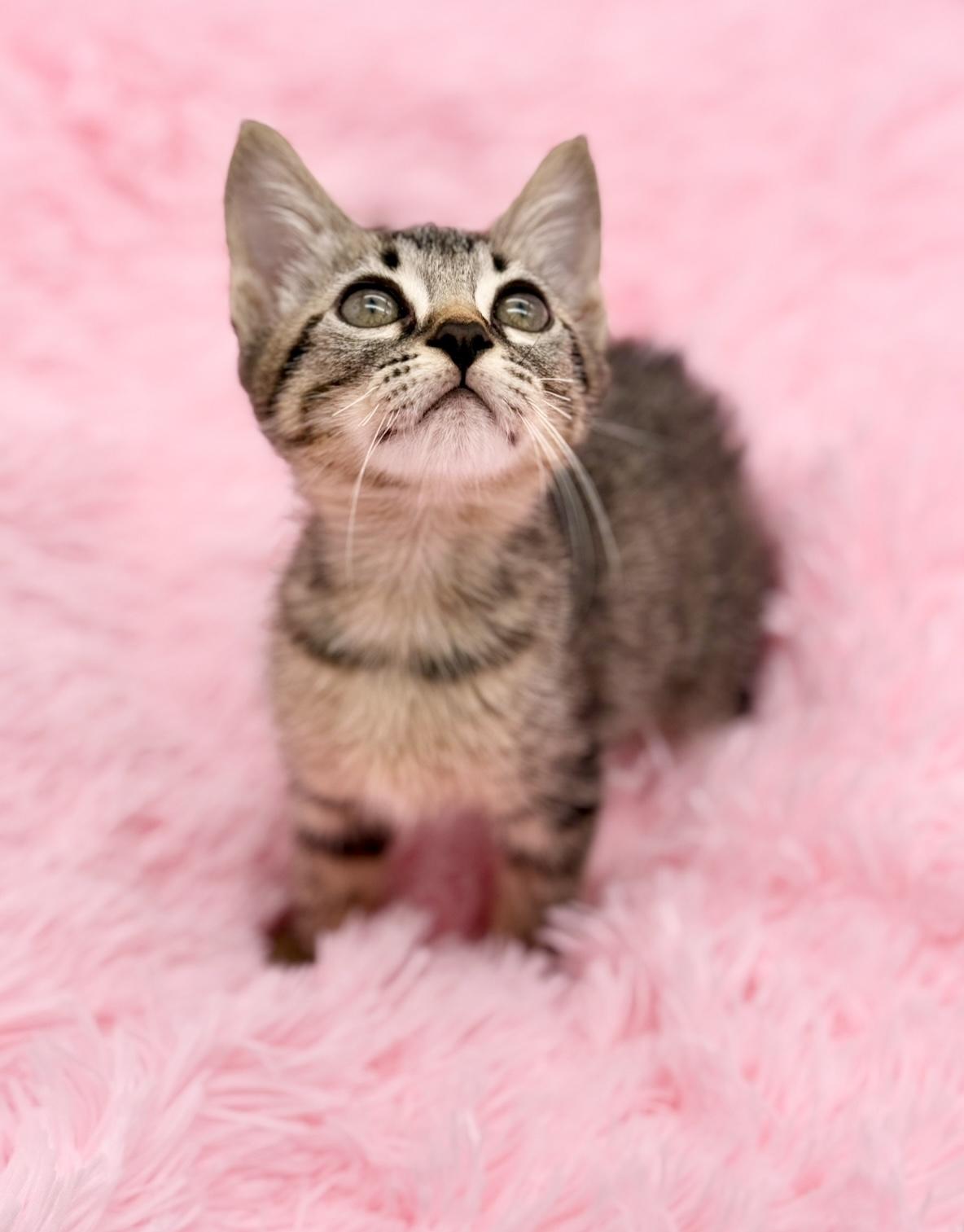 Enlarge Nutter Butter, a Adoptable Tabby in Covington, LA image 3/6